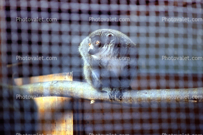 Lemur, Cage