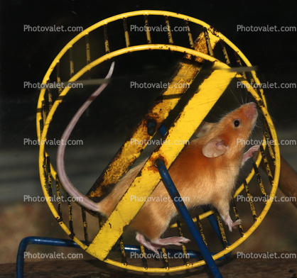 Mouse On An Exercise Wheel, Ratrace