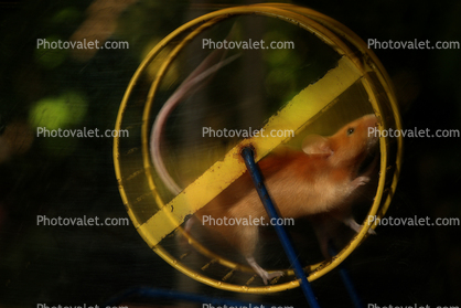 Mouse On An Exercise Wheel, Ratrace