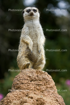 Meerkat (Suricata suricatta), suricate, small mongoose, burrow