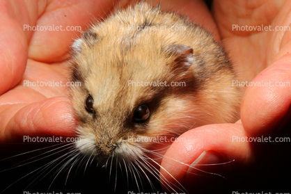 Hamster in Hands, whiskers, eyes, ears, cute, furry, fur, coat