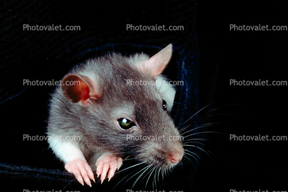 domestic rat