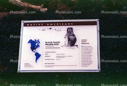 Black-tailed Prairie dog (Cynomys ludovicianus)