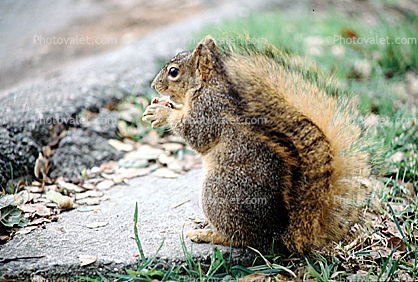 squirrel, Bushytail