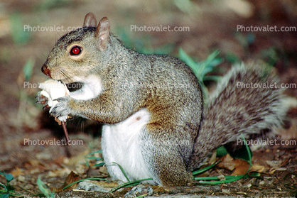 gray squirrell