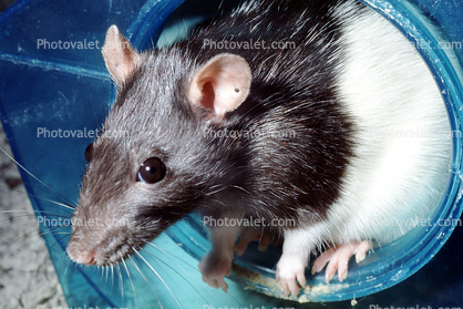 Long Evans Rat, female (Rattyus sp)