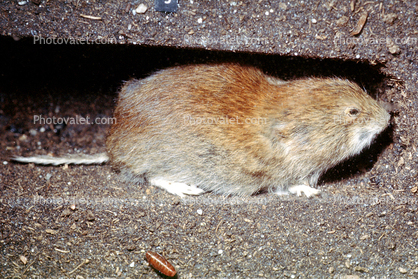 Short Tailed Vole (Microtus sp)