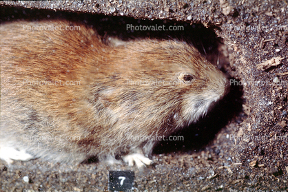 Short Tailed Vole (Microtus sp)