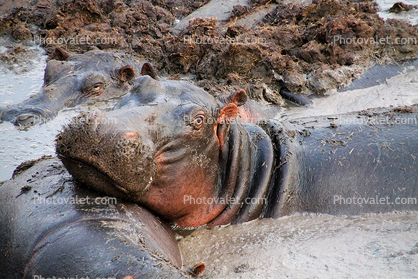 Hippopotamus  floating in hippo dung, Katavi National Park, Tanzania