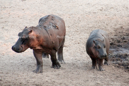 Female Hippo with her calf, Katavi National Park, Tanzania