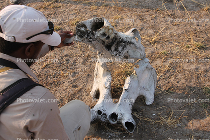 Hippopotamus Skull, Katavi National Park, Tanzania
