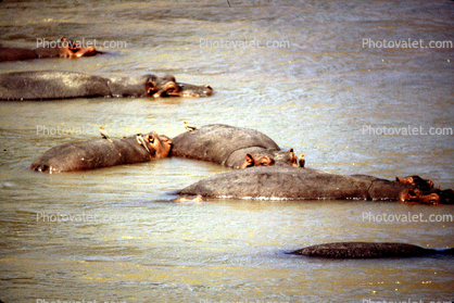 Hippopotamus in the River. Africa