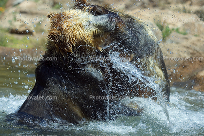 Grizzly Bears, Fighting