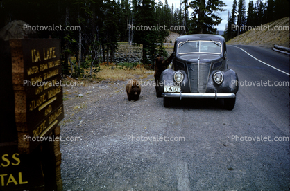 Bear, Car, automobile, vehicle, 1940s