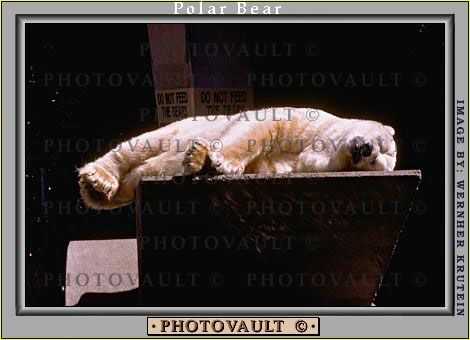 Sleeping Polar Bear (Ursus maritimus)
