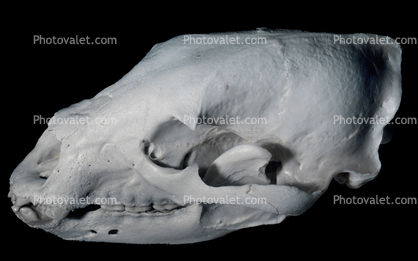 19 year old Female Black Bear Skull
