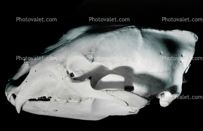 Adult Male Black Bear Skull