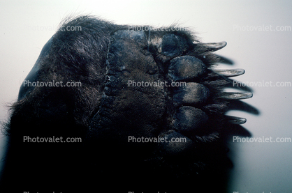 Front Foot of a Grizzly Bear, Claws,  Paw