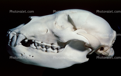 subadult Grizzly Bear skull, bones, teeth, jaw, eye socket