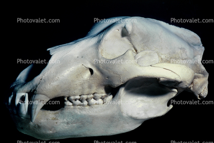 Adult Female Grizzly Bear Skull, bones, teeth, jaw, eye socket