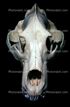 Adult Male Grizzly Bear Skull, bones, teeth, jaw, eye socket