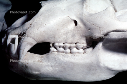 Adult Male Grizzly Bear Skull, bones, teeth, jaw
