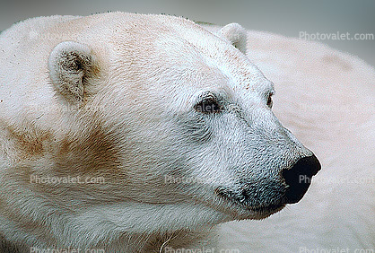 Polar Bear (Ursus maritimus), Face, Nose, Ears, Head