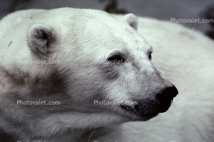 Polar Bear Face (Ursus maritimus)