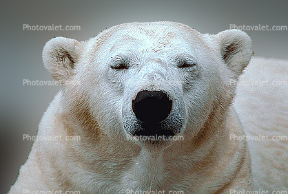 Face of a Polar Bear (Ursus maritimus), Nose, Shut Eyes