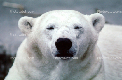 Eyes Closed, Polar Bear (Ursus maritimus)