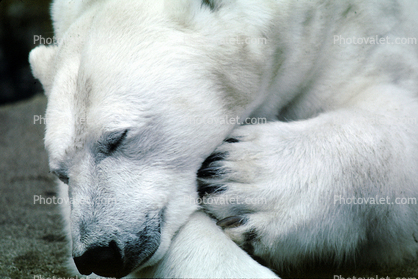 Eyes Closed, Polar Bear (Ursus maritimus), sleeping