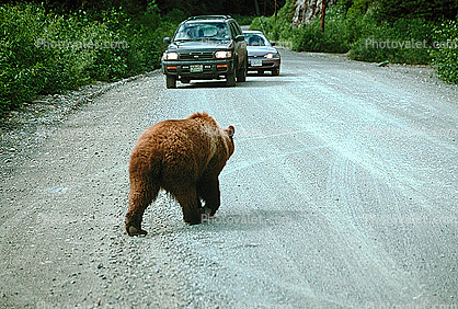 Cars, road, Brown Bear