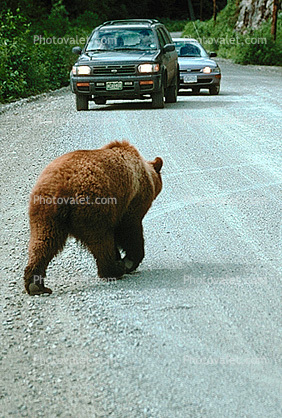 Brown Bear Walking on the Road, Cars