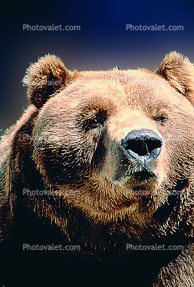 Nosey Bear, Muzzle, nose, face