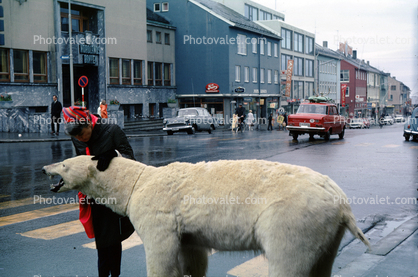 Polar Bear taxidermy