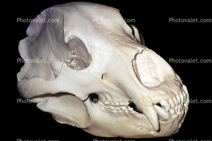 Bear Skull, bones, teeth, jaw