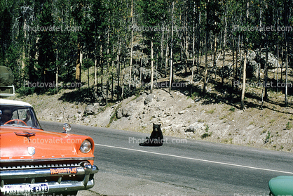 Bear sits on the road, Feeding the Bear, Dangerous Behavior, 1950s