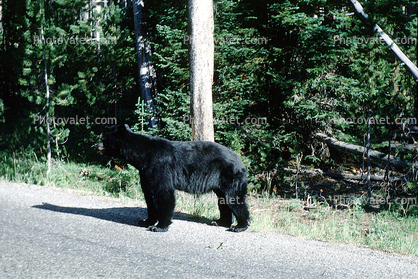 Feeding the Bear