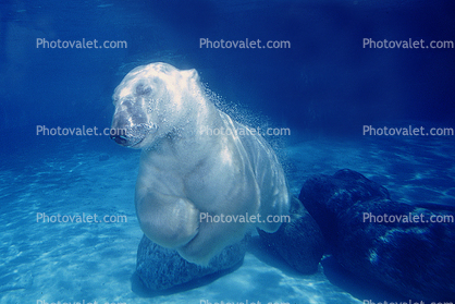 Underwater Polar Bear (Ursus maritimus), Bubbles