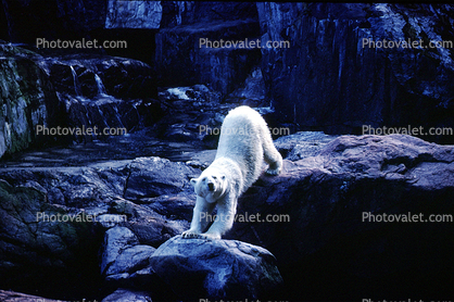Polar Bear, zoo