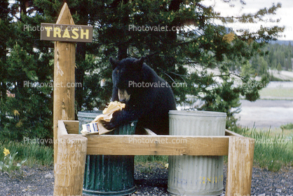 Bear Picking through the Trash, Rummaging, 1960s
