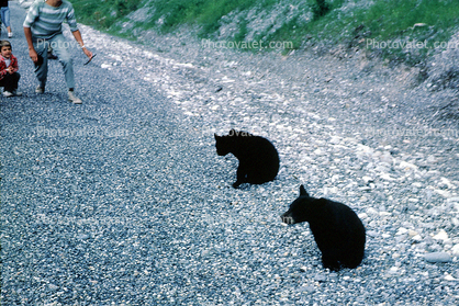 Feeding the Bear Cubs, Dangerous Behavior, 1962, 1960s