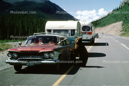 Plymouth Stationwagon, trailer, Feeding the Bear, Dangerous Behavior, cars, bus, 1950s