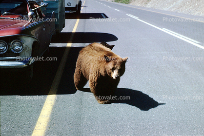 Feeding the Bear, Dangerous Behavior, 1950s