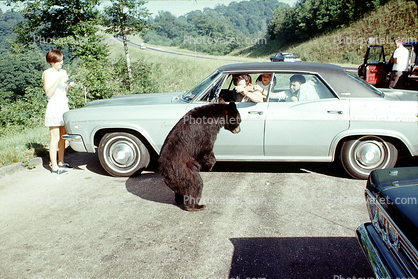 Feeding the Bear, Dangerous Behavior, Chevrolet Car, 1970, 1970s