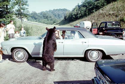 Feeding the Bear, Dangerous Behavior, 1970, 1970s