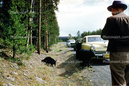 Bear, Forest Ranger, Studebaker Commander, Sedan, 1956, 1950s