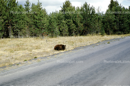 Roadside Bear, 1956, 1950s