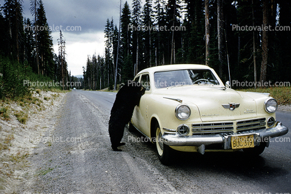 Begging Bear, Studebaker Commander, Sedan, Cars, automobile, vehicles, 1956, 1950s