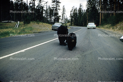 Bears on the road, Cars, Buick, automobile, vehicles, 1956, 1950s